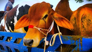 cow unloading, cow videos, cow video, animal, cow, big cow, goru hamba cow, Ep-147