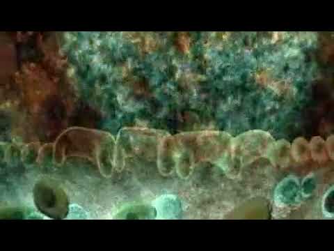 The Acquired Immune System