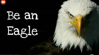 #Eagle #parrot # be an eagle #motivational video