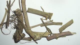 馬鞭草 @ 中藥材展示與記錄 - Verbena officinalis - Chinese Materia Medica Illustration and Record