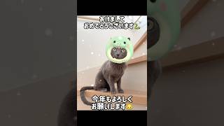 あけましておめでとうございます🐍 #shorts