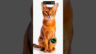 #call #iphone #ringtone #innovation #mobiletech #iphone15 #ringtones #smartphone #tech #cat