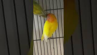 #bird #birdlives #greencolor #birdlove #lovebird #birdbusiness #parrotgreen #religion #indianbirds