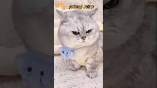sleeping cat is the most beautiful thing I see #cat #viralcat #viralvideo #viralshorts #viral_video