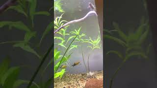 No cost planted tank #plantedtank #fishtank #reachmore