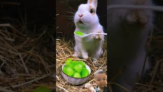#cut rabbit #eiting#viral#reel#