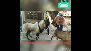 Randu Java goat cattle by breeding