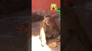 monkey 🙀 #funny #viral #monkey #trending #video #arjun #asmedia