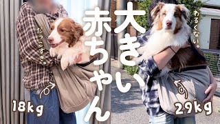 抱っこスリングに入ると赤ちゃんに戻っちゃう大きい犬達が可愛すぎる😂❤【ボーダーコリー・オーストラリアンシェパード】