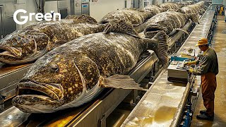 MONSTER SALMON Farming - How Giant Salmon Are Caught and Prepared