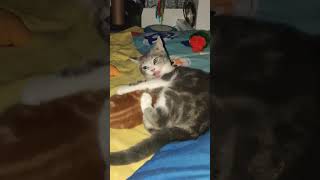 #CKS storm + kitten 🐈 he mine