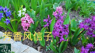S-011 芬芳的風信子