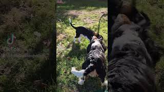 Au Repère des Poilus ... #videodroleanimaux #chihuahua #animauxdrôles #cavalierkingcharles #chien