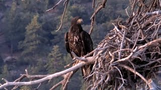 The Plot Thickens Like Feesh Broth🌲Juvenile Roosts W/ J&S🌙#CouldBeSunnyOrGizmo❓@FOBBVCAM 2025-07-25
