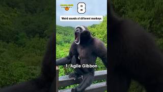 8 Weirdest Monkey Sounds You Have To Hear! 🐒