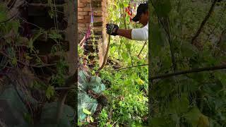 Cobra Trapped in Mosquito Net! Shocking Rescue Caught on Camera #SnakeLover
