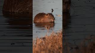 Nutria (Myocastor coypus) #shorts