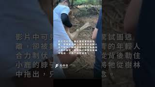 野生梅花鹿遭活捉！8+9勒鹿頸、暴力拖行只為拍照