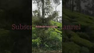 tee#estate#youtube#shorts#malenadu#kannada#sunithaansyouyoutube#teeplant#green nature#