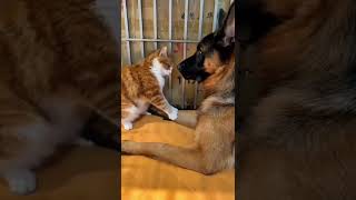 Cat and dog story . A beautiful moment in life #2737 - #shorts
