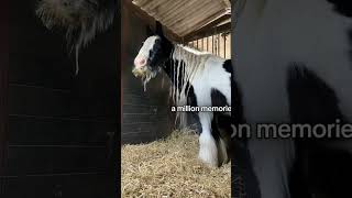 #horse #pip #equestrian
