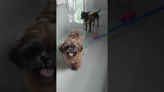 Introducing my babies Choco and Draco...#pets #petdog #choco #petlovers
