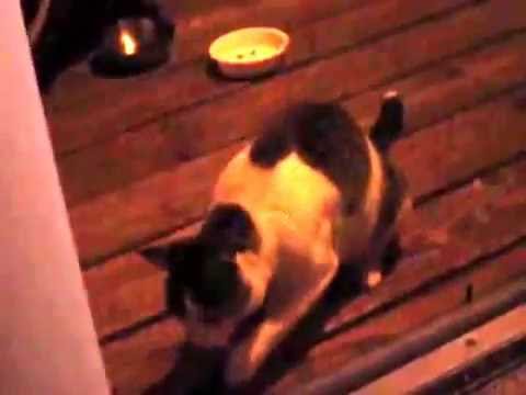 Cat going CRAZY ! !