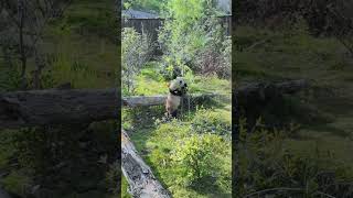 Ultimate Cuteness Overload! Baby Panda's Daily Life 🐼💘 (Shorts)