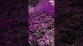 XXL Growbox Update 🥦#420 #high #plants #rastafari #selbstversorger #growyourown #howtogrowonyoutube