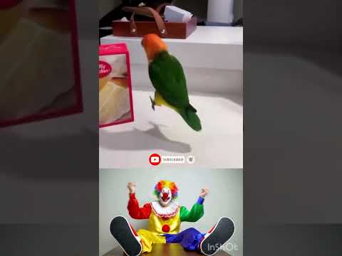 Chú vẹt diễn hài rất thú vị (The parrot is very funny). #animal #funny #dongvat #pets #animals