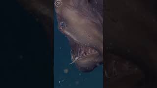 Black Devil Anglerfish||Qrious youths|Logically|English Informative