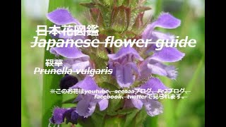 靫を飾る紫の花? !The purple flower that decorates the "Utsubo"? !     靫草Prunella vulgaris   季節の花　日本花図鑑