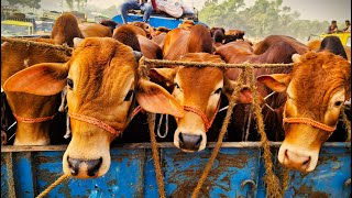 cow unloading, cow videos, cow video, animal, cow, big cow, goru hamba cow, Ep-148