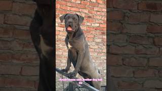 concorso puppy 🐶 😍 ♥️ ❤️ 💕 Ayush saxena sanu #dog #wildbeasts #rottweiler #wildbeast #canecorso #dog