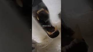 Scariest Polar Bear Encounter - Joe Rogan