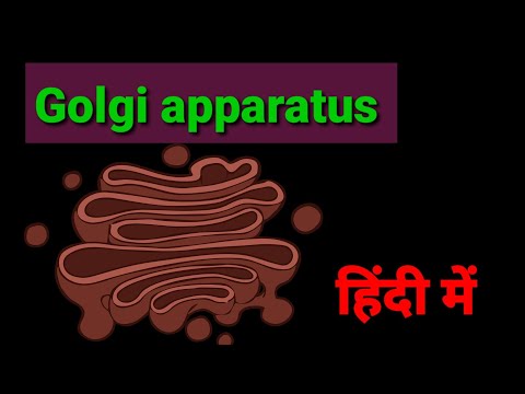Golgi apparatus  : Cell organelles structure and function .