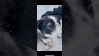 Husky Farm & Dog Sledding | Tromsø |Northern Norway