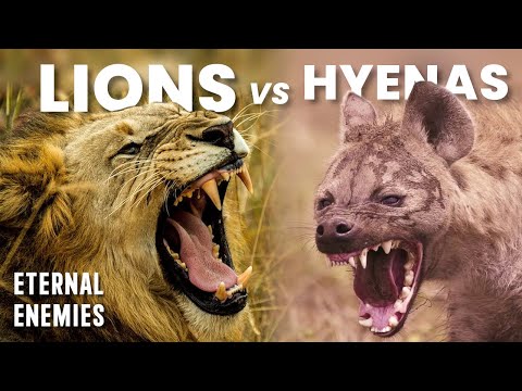 This Is Why Lions And Hyenas Are Eternal Enemies