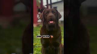 One Month to One Year Labrador transformation #feed #labrador #dog #puppy #dogcute #transformation