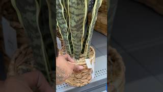 Faux Plant Decor on a Budget from ​⁠@Walmart #fauxplants #homedecor #walmartfinds