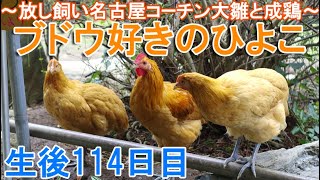 ブドウ好きのひよこ～庭の葡萄を食べるニワトリと114日目の名古屋コーチン大雛～