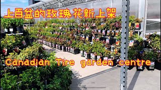 五月，Canadian Tire Garden Centre。【莎拉养花】