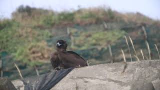 New World Vulture, 新世界禿鷹
