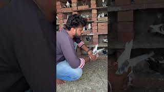 Kabootar king #kabutar #pigeon #pigeons #birds #kabootar #pigeonpose #pigeonlove #kabutarbazi
