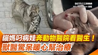 貓媽叼生病小貓奔動物醫院看醫生！獸醫驚呆暖心幫治療 貓媽一旁耐心等候 網喊：想哭是正常的嗎QQ｜三立新聞網 SETN.com