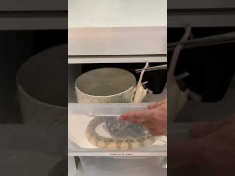 Feeding our snakes Pt1 - Carpet pythons #shorts - Cookies Critters