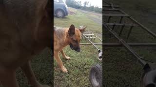 Brony z wałem do traktorka kosiarki #kosiarka #traktory #viralsong #shorts #music #viral #lawnmower