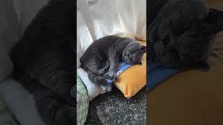 #cat #貓眼觀察室 #cute #貓跳台 #catlover #貓咪日常 #cutespets #kitten #寵物友善日常