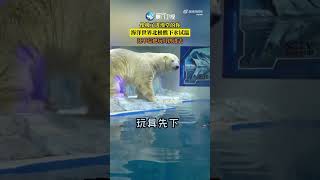 【萌寵】萌翻了！北極熊試探水溫下水泡澡