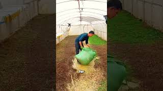 [Part 153]Grasshopper Farming.